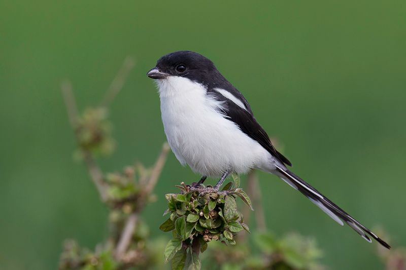 Northern Fiscal