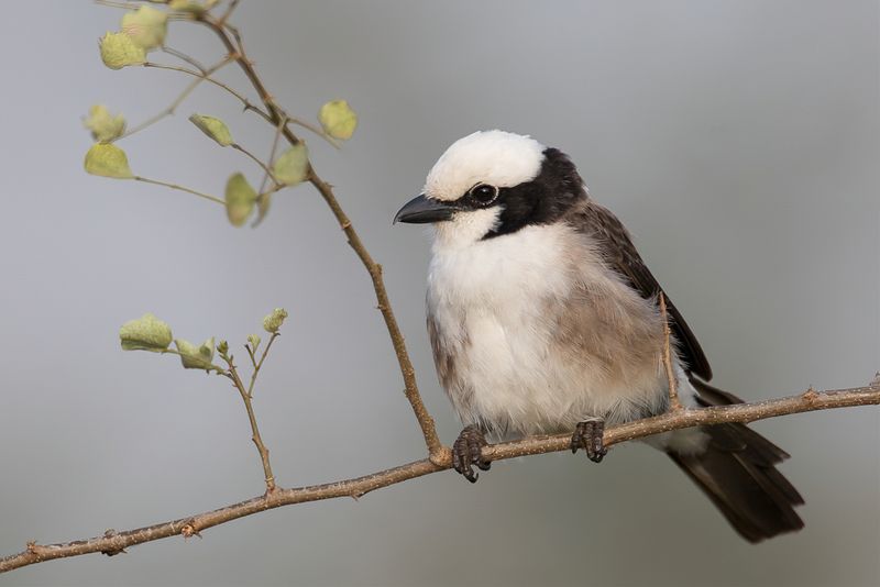 Northern White-crowned Shrike