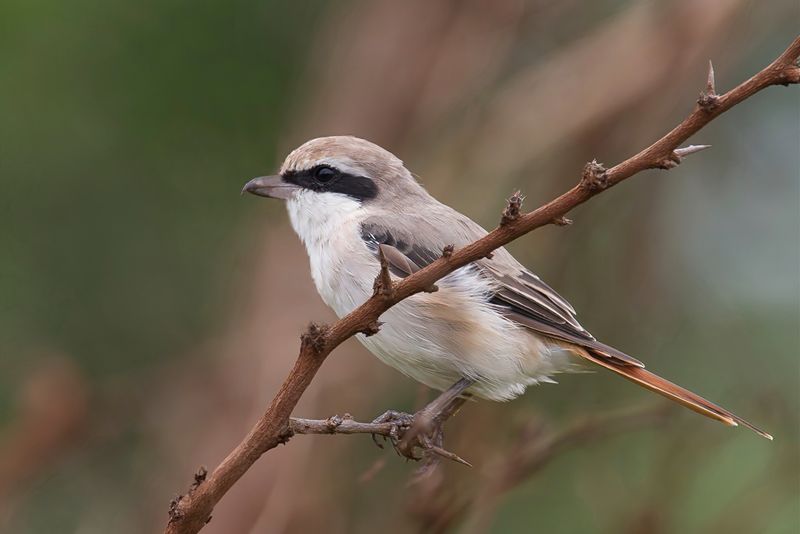 Red-tailed Shrike