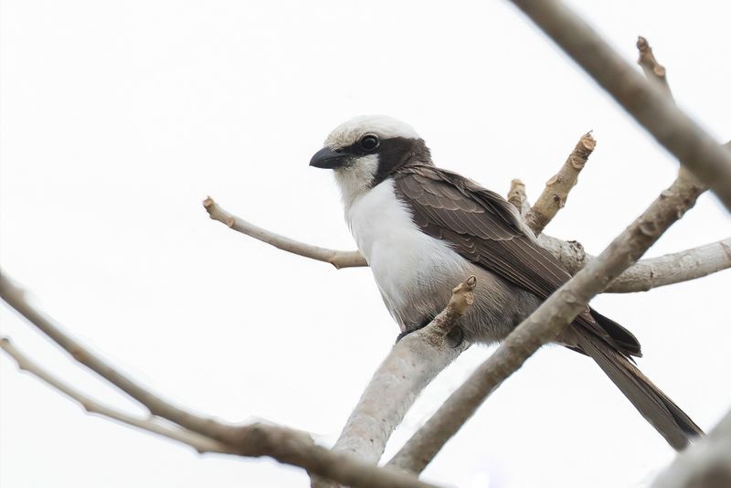 Southern White-crowned Shrike