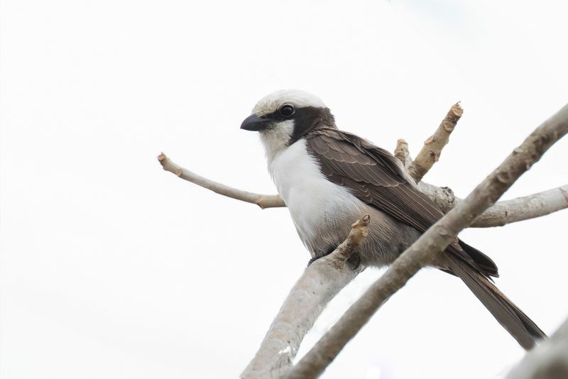 Southern White-crowned Shrike