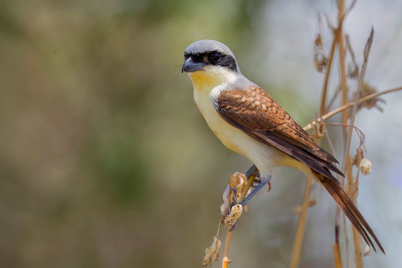 Tiger Shrike