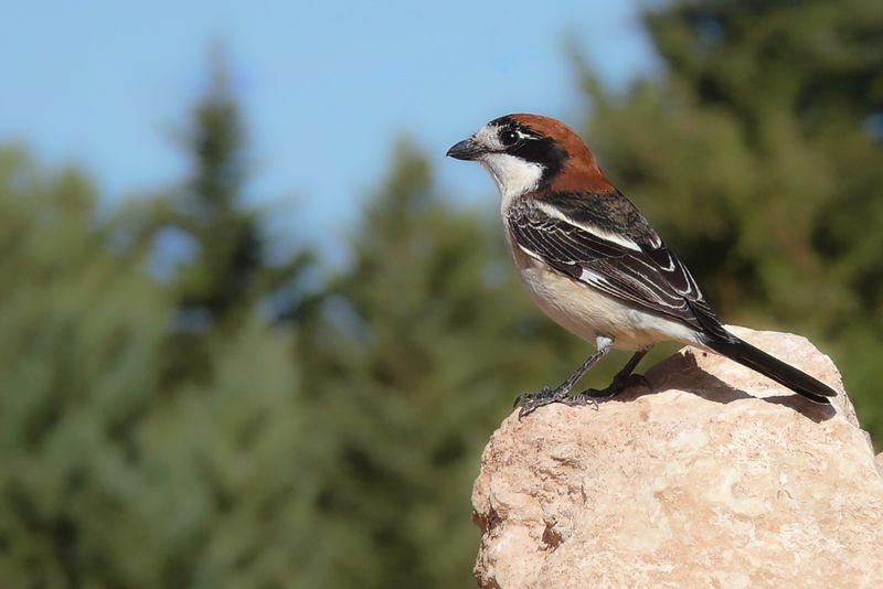 Woodchat Shrike
