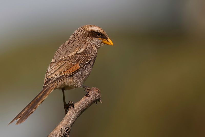 Yellow-billed Shrike