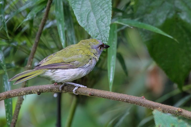 Black-billed Peppershrike