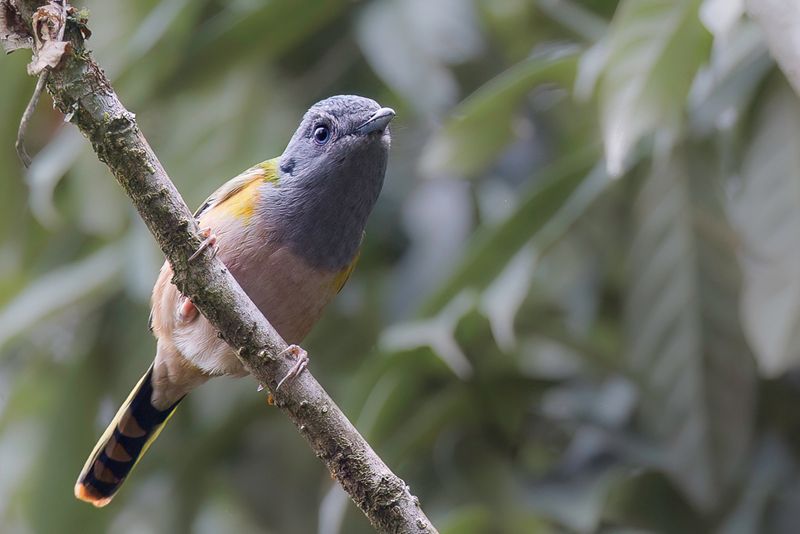 Black-headed Shrike-babbler (f)
