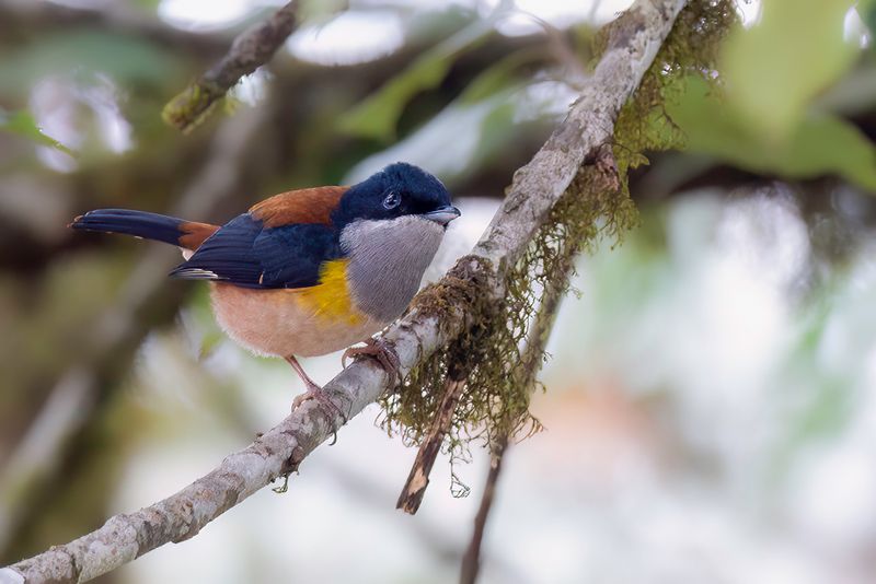 Black-headed Shrike-babbler (m)
