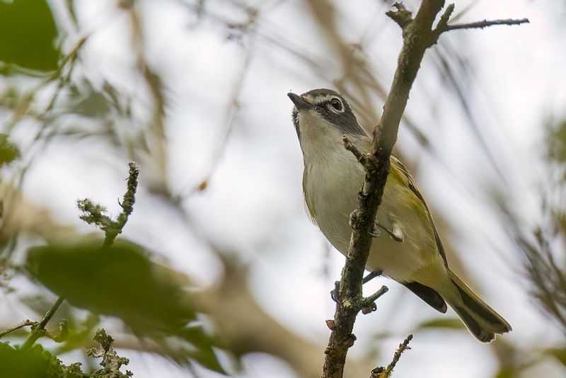 Blue-headed Vireo
