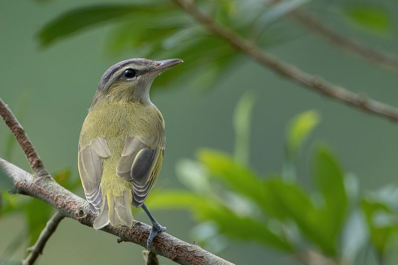 Chivi Vireo