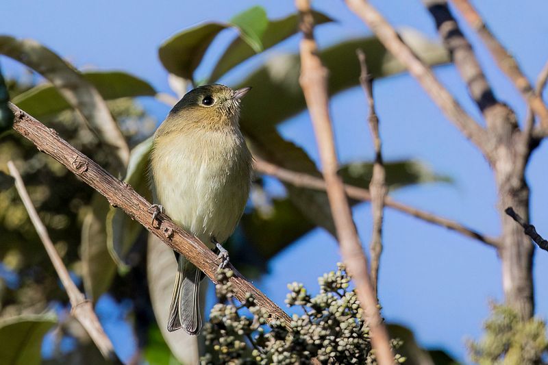 Hutton's Vireo