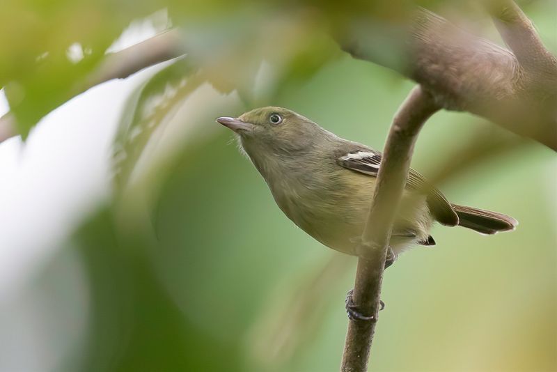 Jamaican Vireo