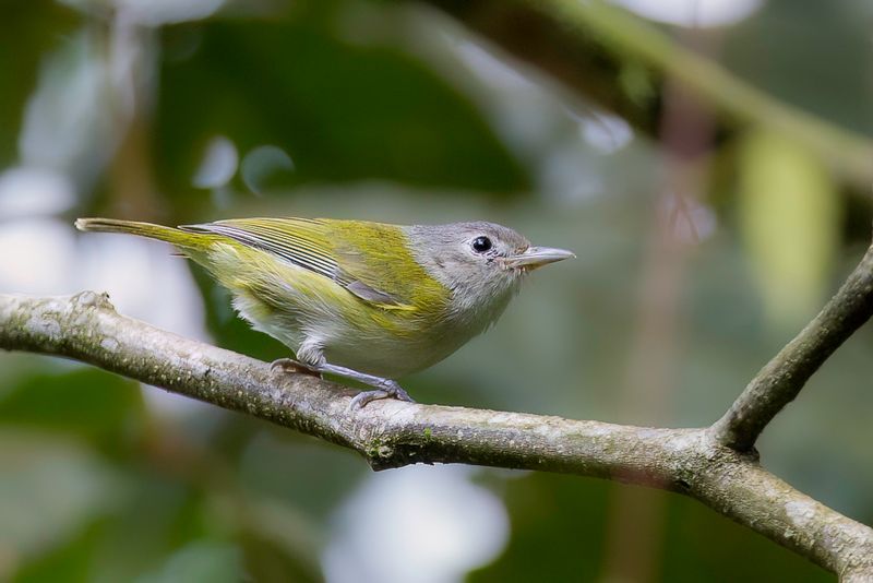 Lesser Greenlet