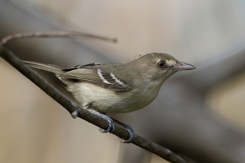 Mangrove Vireo