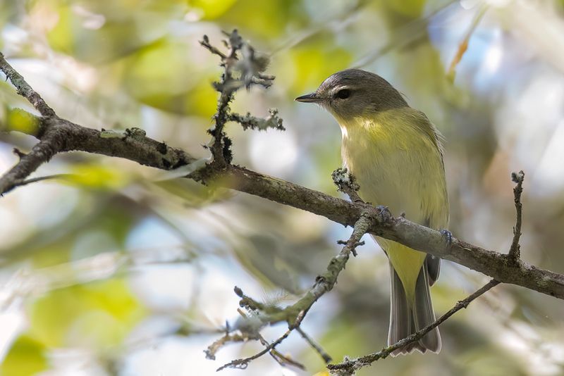 Philadelphia Vireo