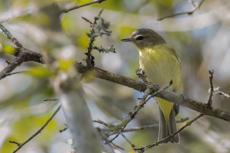 Philadelphia Vireo