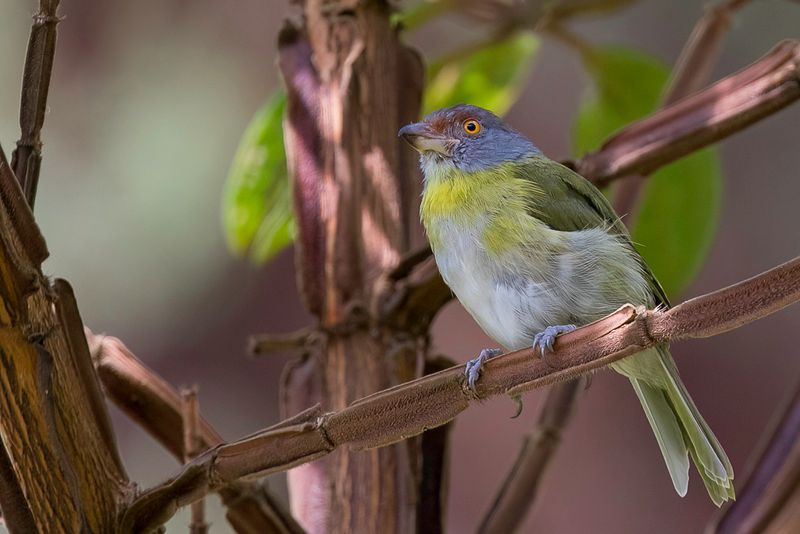 Red-browed Peppershrike