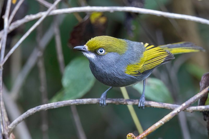 Slaty Vireo
