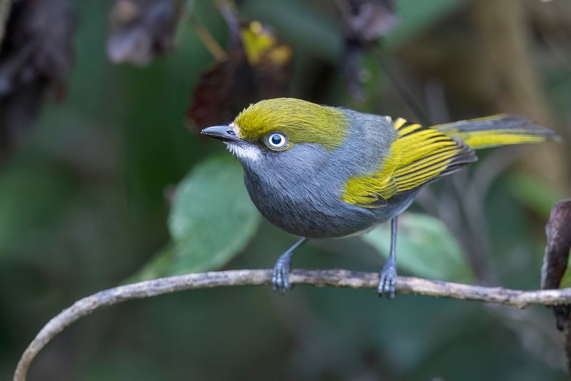 Slaty Vireo