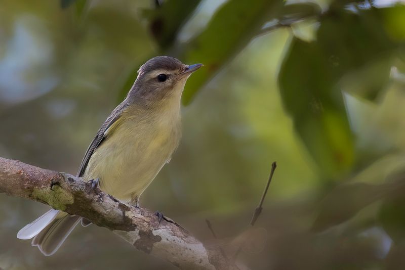 Warbling Vireo