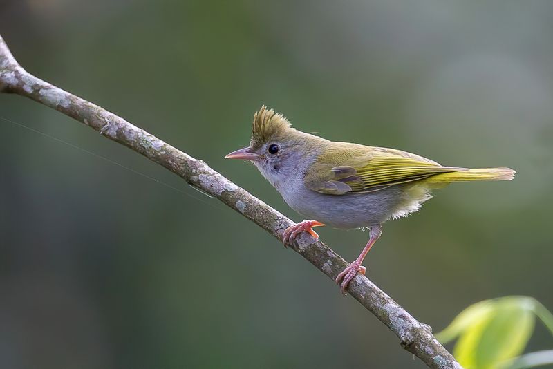 White-bellied Erpornis