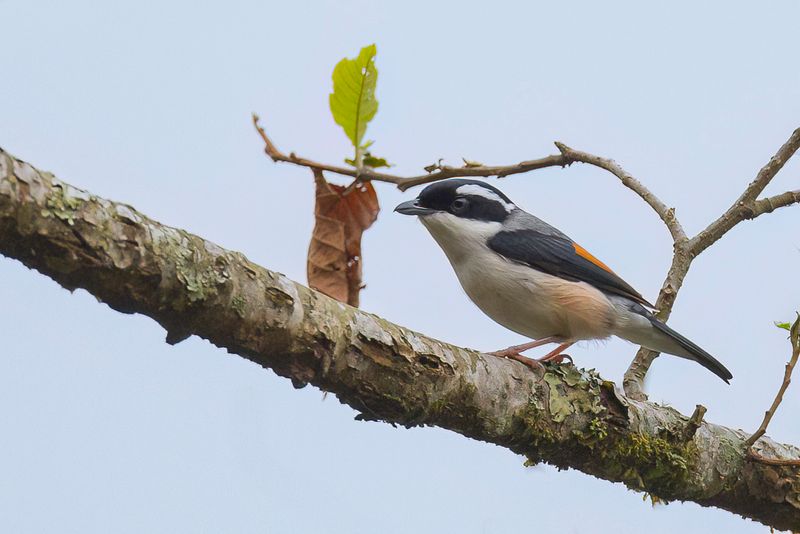 White-browed Shrike-babbler