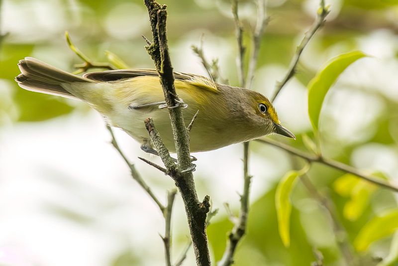 White-eyed Vireo