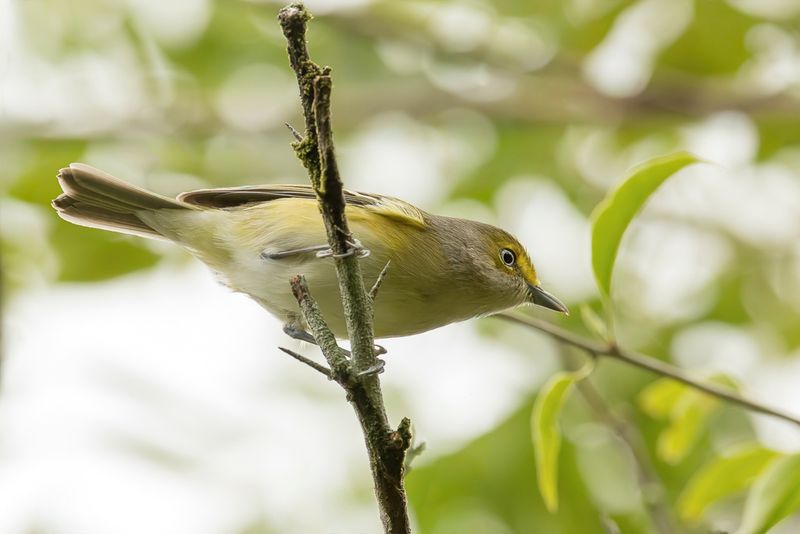 White-eyed Vireo