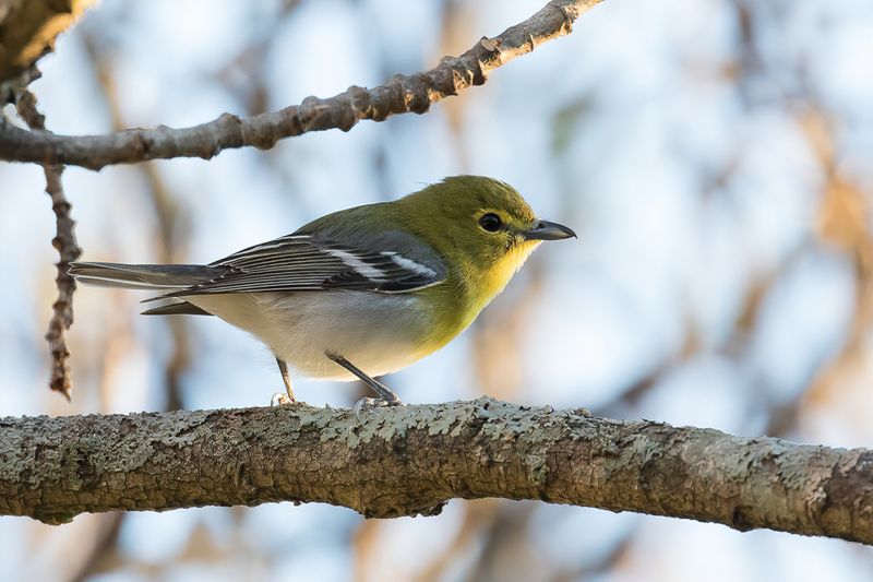 Yellow-throated Vireo