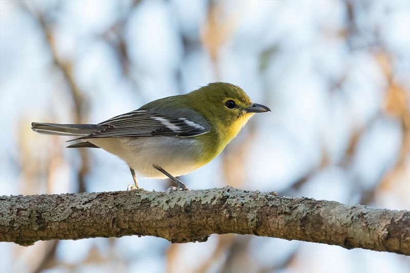 155 Vireonidae - Shrike-babblers, Erpornis, and Vireos