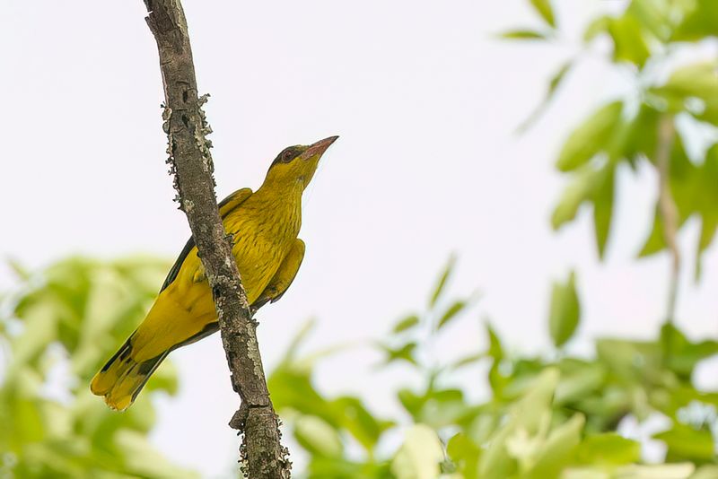 African Golden Oriole (f)