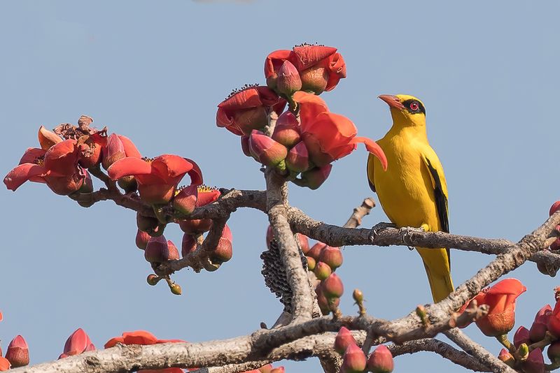 African Golden Oriole (m)