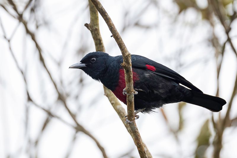 Black-and-crimson Oriole