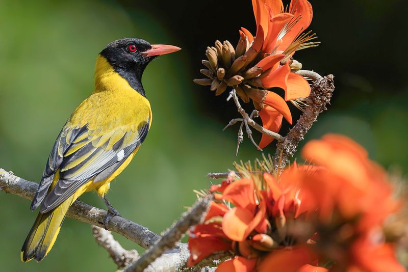 Black-headed Oriole