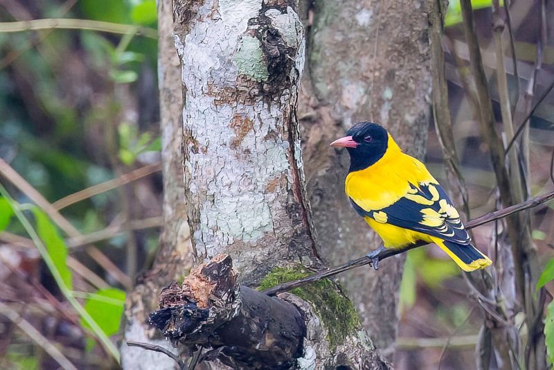 Black-hooded Oriole