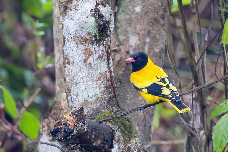 Black-hooded Oriole