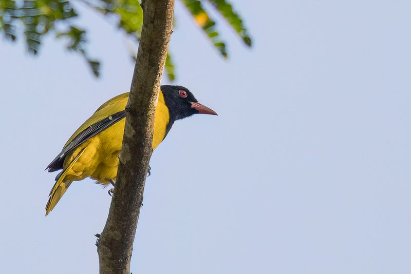 Black-winged Oriole