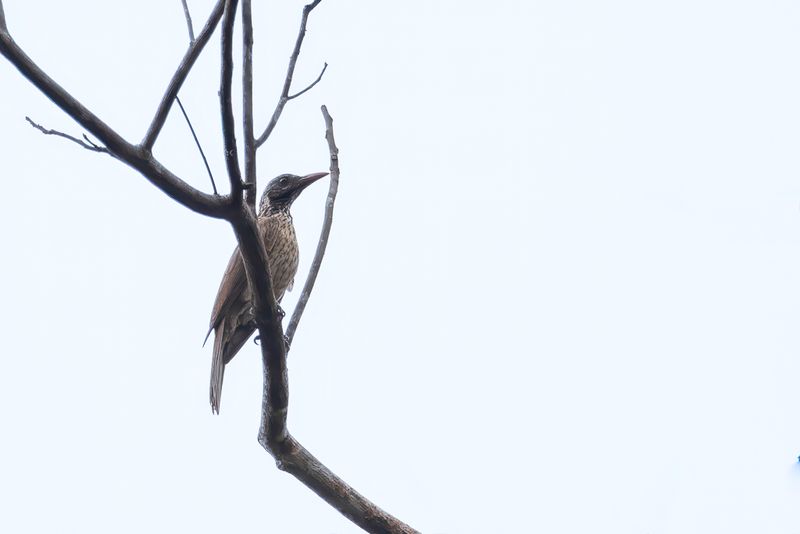 Brown Oriole