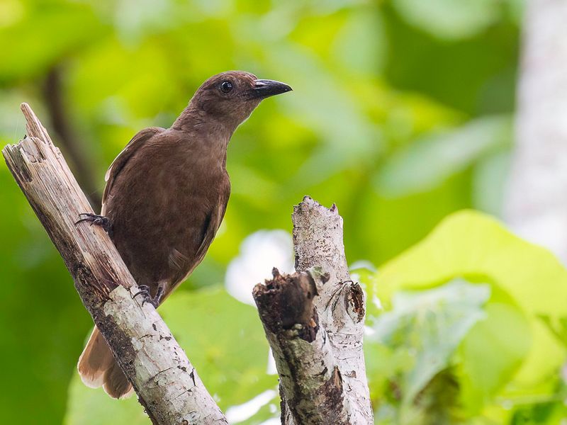 Dusky-brown Oriole