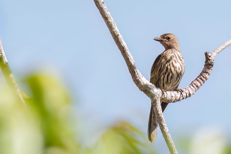 Green Figbird (f)