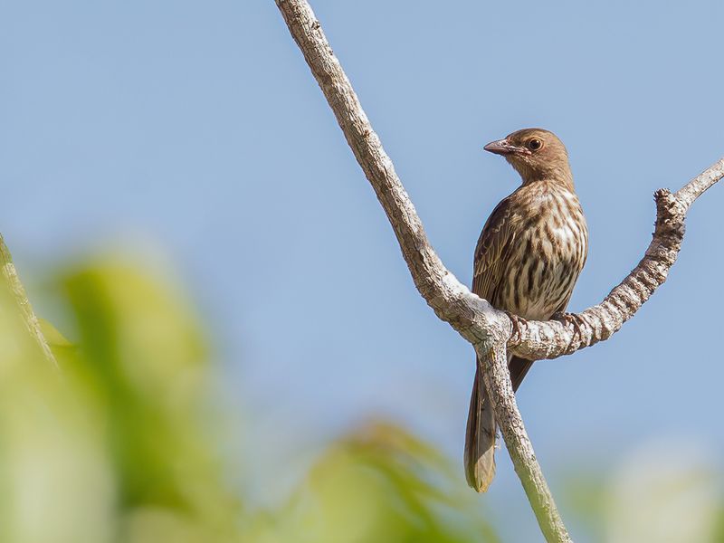 Green Figbird (f)