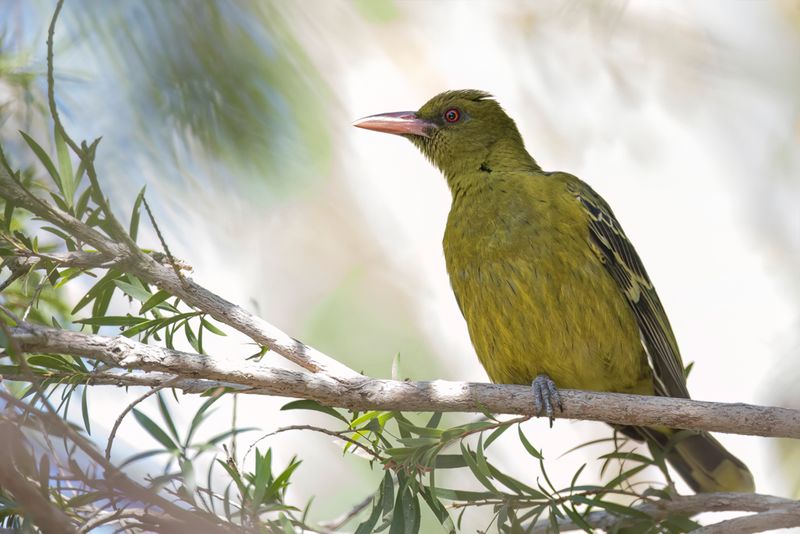 Green Oriole