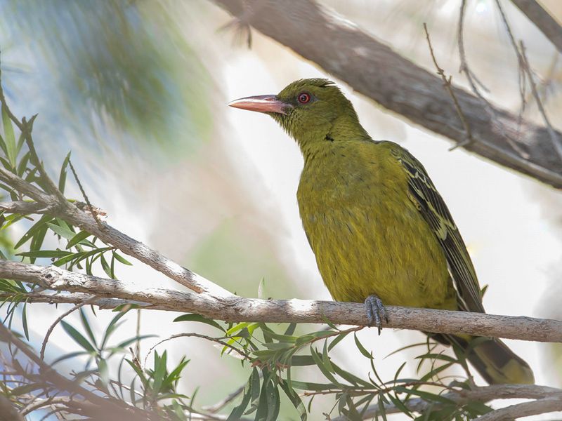 Green Oriole