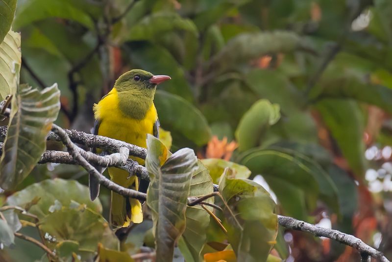 Green-headed Oriole