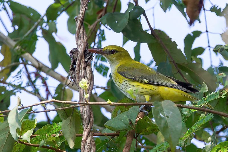 Indian Golden Oriole (f)