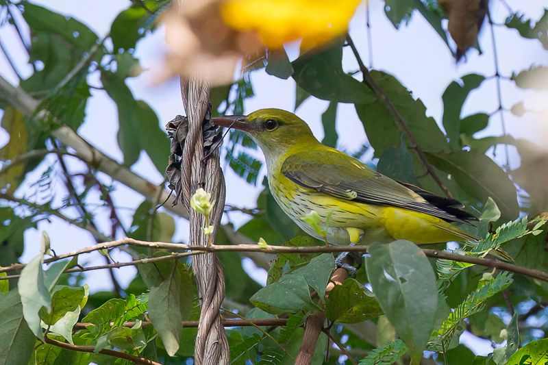 Indian Golden Oriole (f)