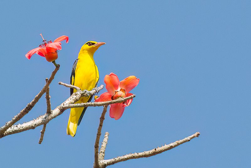 Indian Golden Oriole (m)