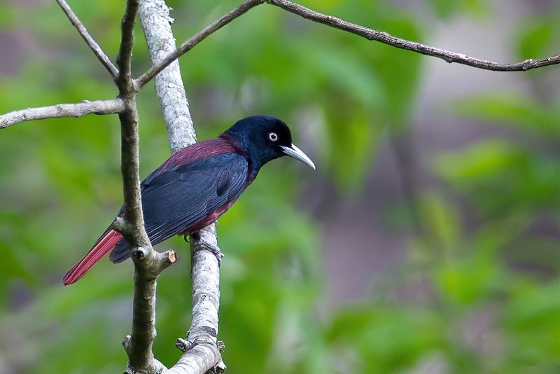 Maroon Oriole (m)
