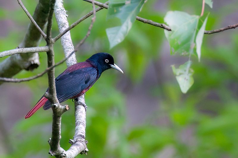 Maroon Oriole (m)