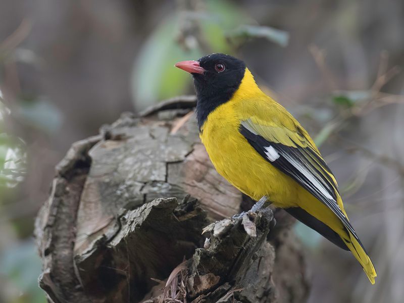 Mountain Oriole