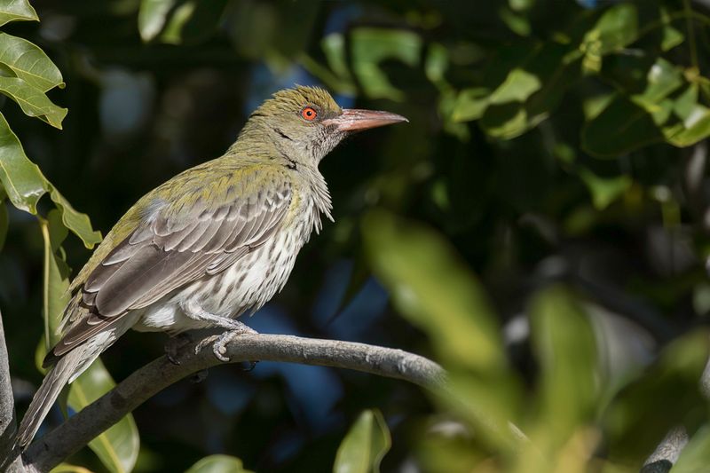 Olive-backed Oriole